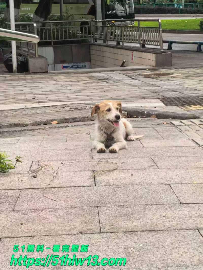 重庆山姆打包哥假领养虐杀小狗监控流出，满屋血迹看得我血压飙升 爆料