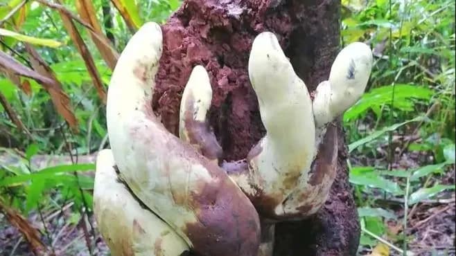 测量半米高的霸王滇菌：新物种，还独占一个科