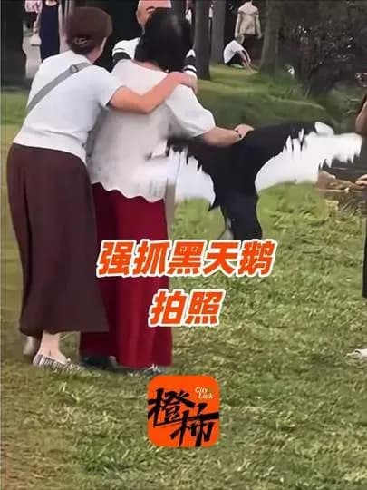 女子强抓黑天鹅拍照被劝离始末：从动手到介入几步