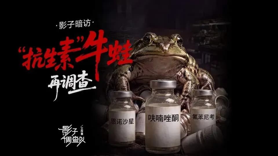 抗生素牛蛙全国曝：漳州通报后，产销链黑幕实锤了吗