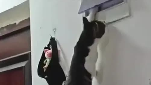 拉闸断电报复主人现场：河南猫咪视频里，电工猫师傅称号谁封的