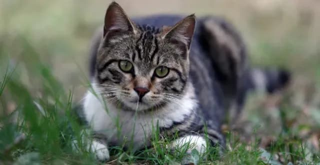 翻到成分栏写着狸花猫毛皮：200万粉女装店商品页被下架