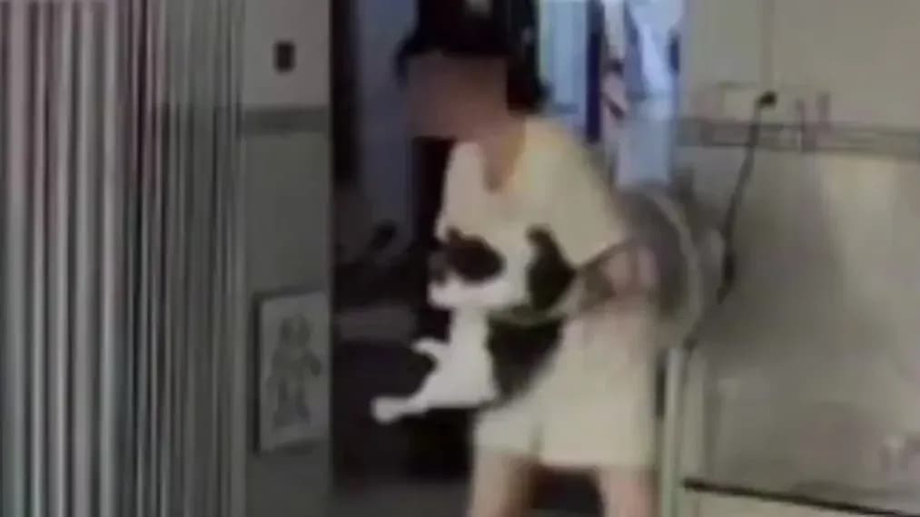 猫踹两脚致黄体囊肿破裂：是猫的锅还是身体早有隐患