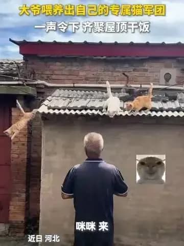 喊集合房顶冒出群猫现场还原：弹幕比猫还热闹