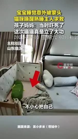 猫救婴儿全过程三步盘点：蒙头、扒醒、救场怎么衔接上的