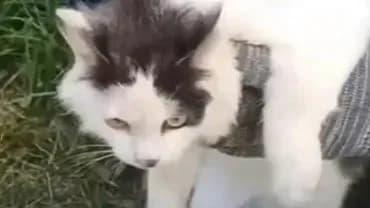 俄罗斯监狱现「奶牛猫」运毒被抓，项圈藏毒画面全网笑翻
