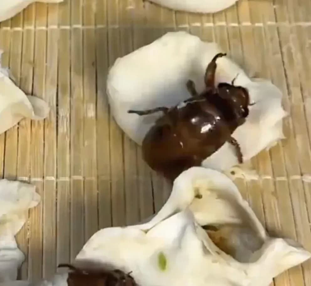 知了猴水饺翻车现场：包好的馅料集体越狱蹦跶