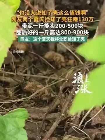 捡知了壳两夏赚130万：该不该信，围观分成两派