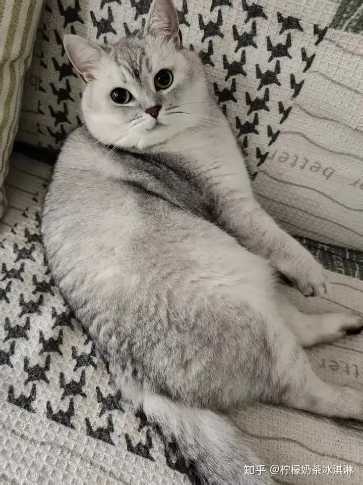 奶牛猫送人没人要几问：五个月还是三个月，这笔账没算清