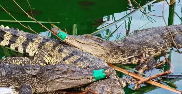 盯住溱湖鳄鱼嘴上的绿胶带：园方称为保护游客和鳄鱼