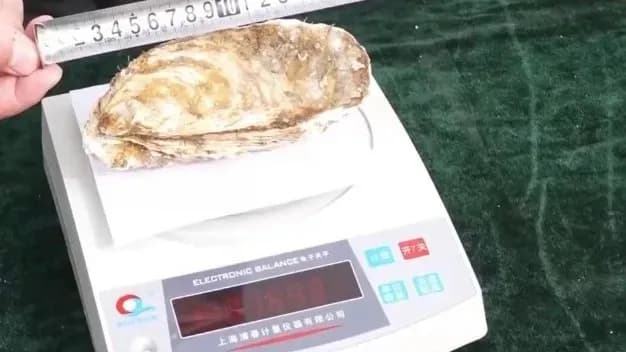沙漠里养出生蚝是真的吗？盐碱水变养殖水逐条求证