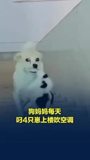 狗妈妈每天叼4只崽上楼吹空调始末：评论区在争什么