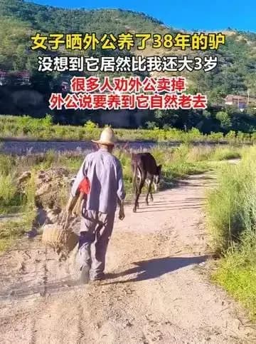 78岁老人养38岁毛驴几问：拒绝卖驴的心路是这样的