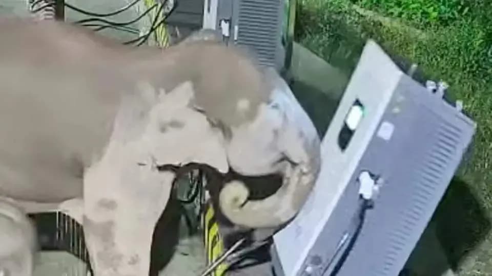 砸开充电箱救同伴：野象脚陷电线现场还原