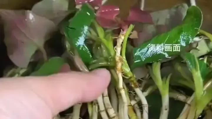 北京男子肝区疼痛，肝穿刺查出罕见巨片形吸虫