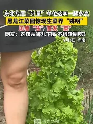 长出一颗「姚明」：黑龙江菜园这颗生菜火在哪