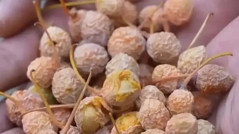 银杏果煮熟能吃吗：十月人行道落果的来龙去脉