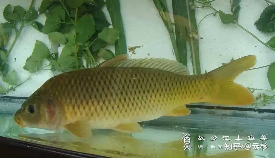 广东5人吃野生红尾鲤中招哈夫病，吃鱼要警惕什么