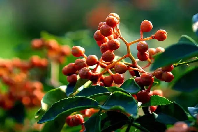 椒房之宠旧账重翻：花椒气味古怪凭什么称顶级恩宠