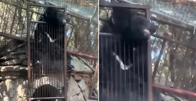 对照临沂黑熊卡脖视频：游客称一动不动，园方称在装死