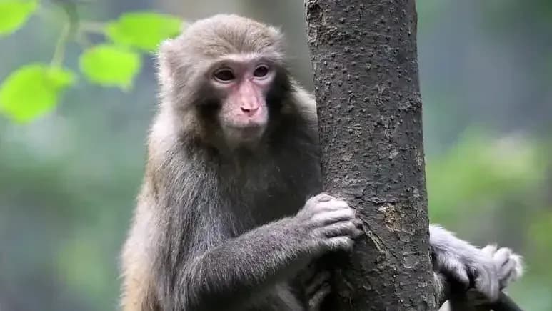 马山水柜猴子溺亡始末：从缺水误坠传言到林业局通报