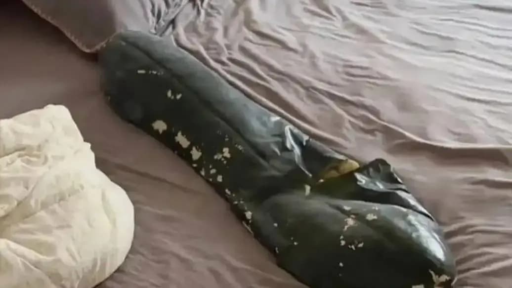 抱冬瓜睡觉能降温？半夜炸瓜的人先遭了殃