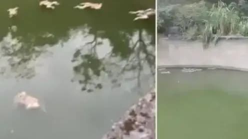 水柜漂着十几只猴子：缺水误坠的说法，能不能先信