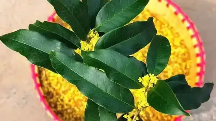 收走7万斤鲜桂花：母岭村5天的秋天生意账