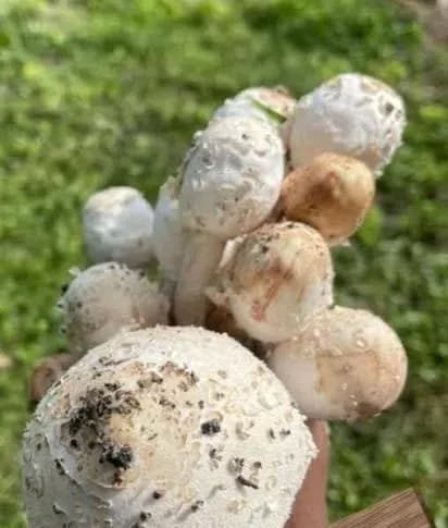 采下苗圃白蘑菇煮汤，夫妻喝光中毒：看着像，能信吗