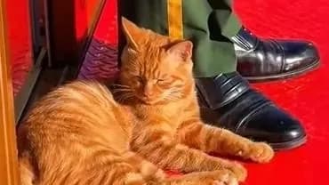 收编天安门站岗小橘猫：猫条不管用，入冬进了故宫猫大家庭