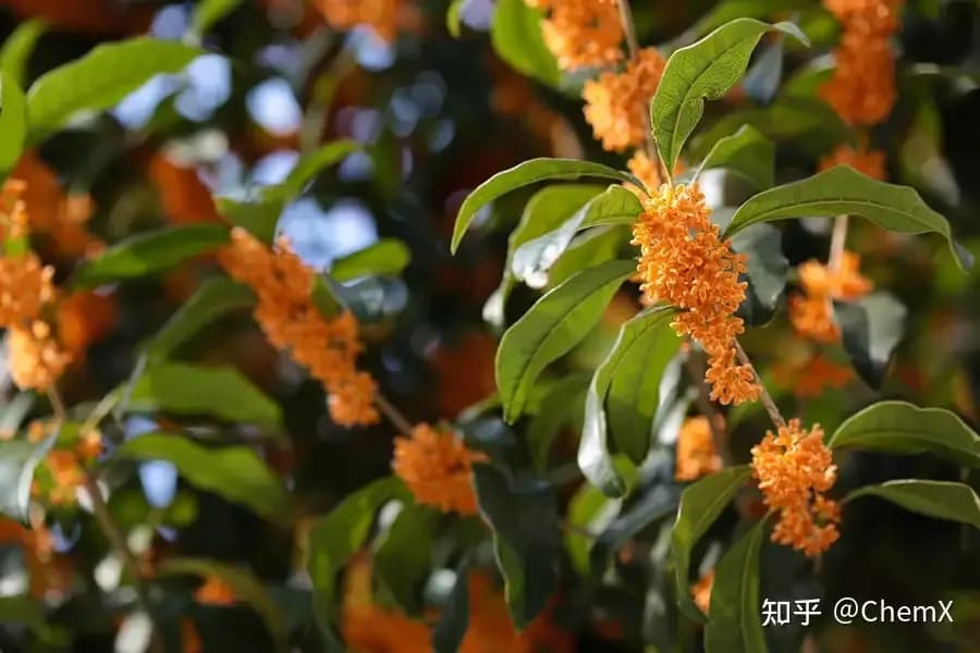 桂花香「吃软不吃硬」：嗅觉适应怎么回应这个梗