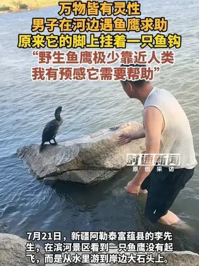 鱼鹰脚上卡鱼钩主动向男子求助，温情一幕全网刷屏