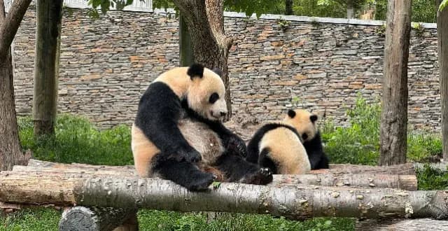 15人向熊猫场吐口水被终身禁入，通报说了什么