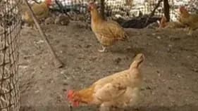 接回瘦了八两的宠物鸡：眼周被啄破，回家次日就恢复