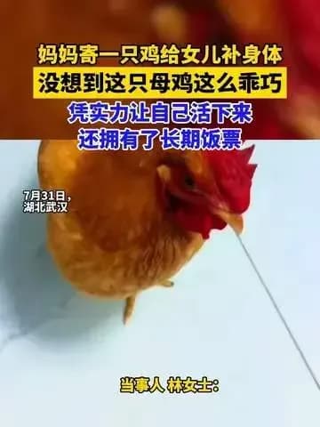 妈妈寄母鸡当宠物养：回应来了吗，几个问题捋一遍