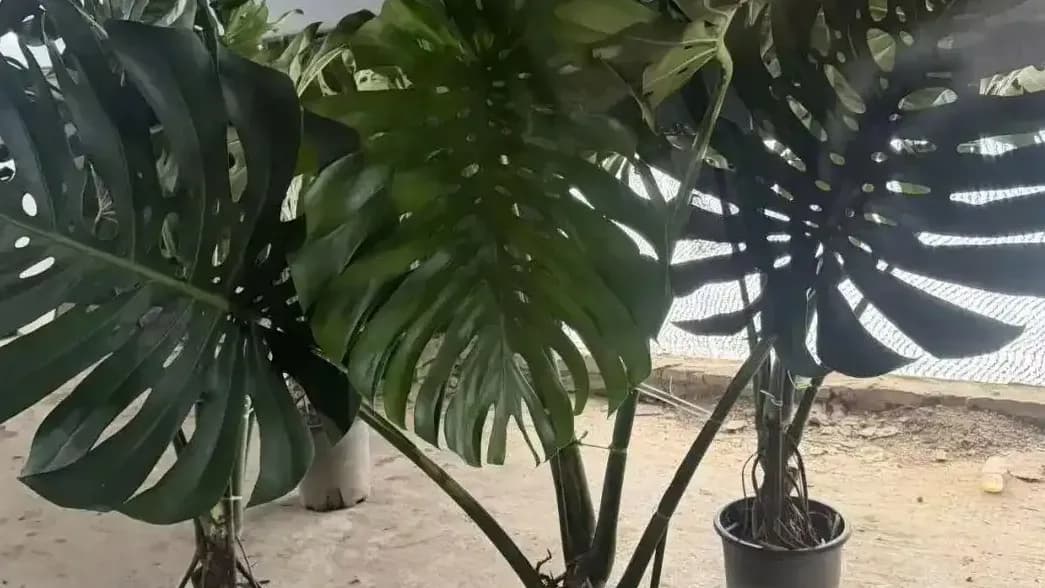 绿植养死半年要退258元：商家怕开先例，顾客不松口