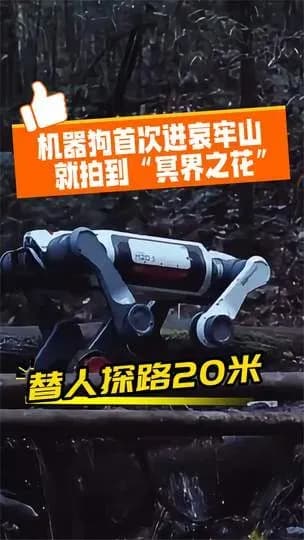 机器狗进哀牢山拍到水晶兰：这趟科考三件事说清