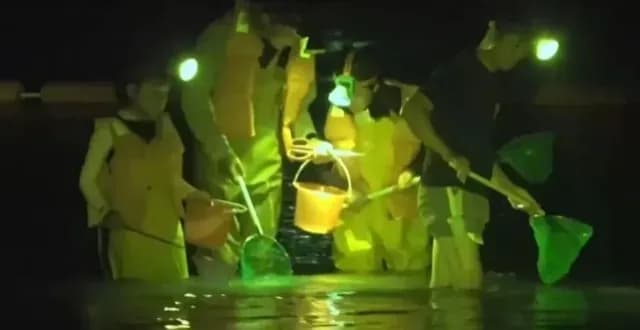 红树林违规旅游被央视曝光后：三亚多部门到场的时间线