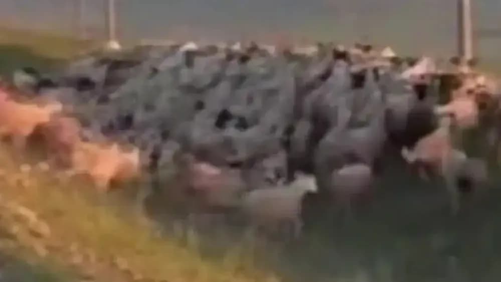 羊群过马路遇险始末：牧羊犬飞奔那几秒，评论区吵什么