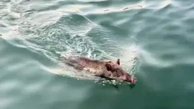 深圳海湾泅渡的百斤野猪，为什么上不了岸