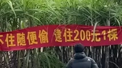 偷甘蔗挑战赛是真的吗：跑得快奖200元，规则逐条求证