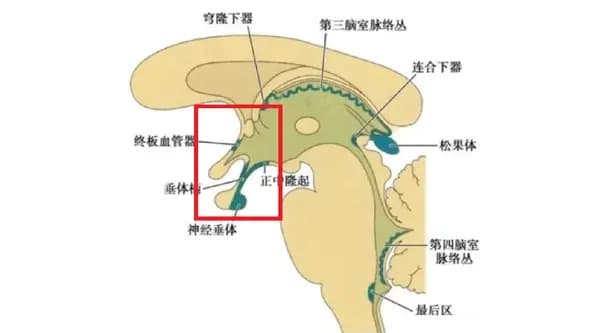 口渴缓解在吸收之前：是身体提前报信，还是错觉