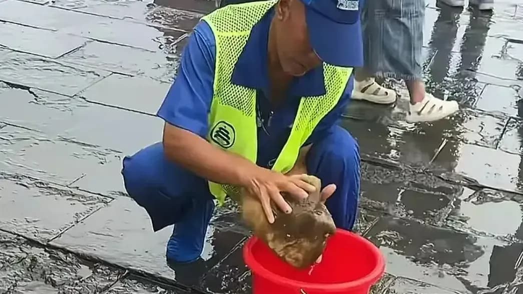 天坛公园海绵吸水始末：景区甩出「金砖」理由，网友买账吗