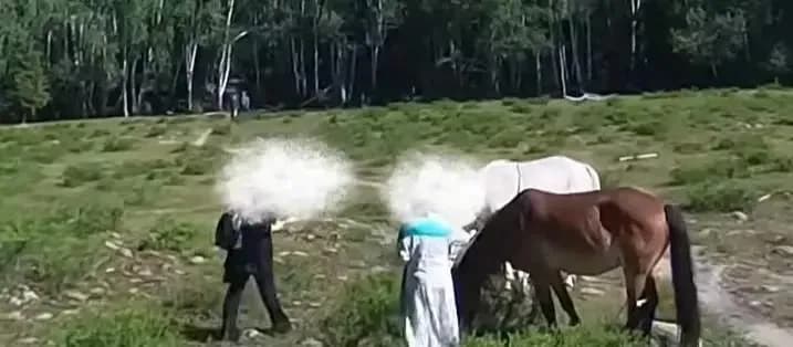 游客坚持摸马当场被踢翻，网友：这波安全教育很到位