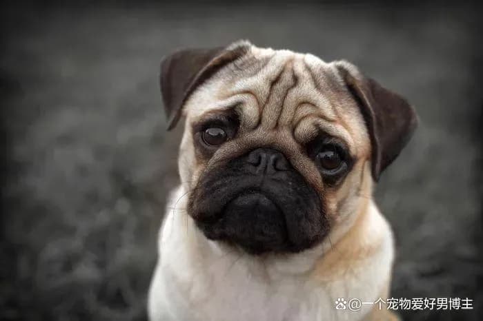 金妮·卢封后背景回应：狗肉馆边缘捡回一条命说清了吗