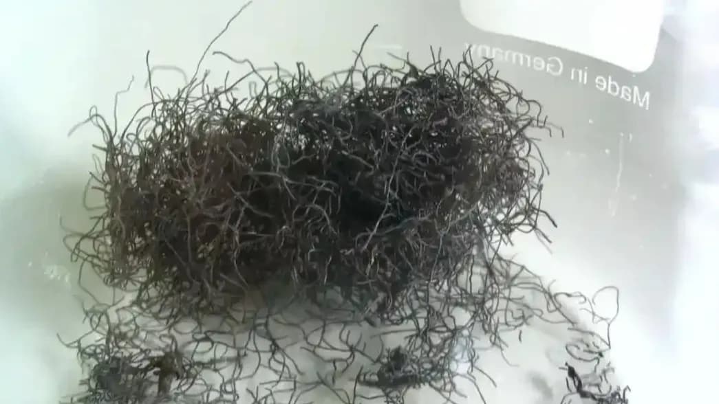 网购发菜被鉴定为一级保护植物：和人工发菜、海发菜怎么分