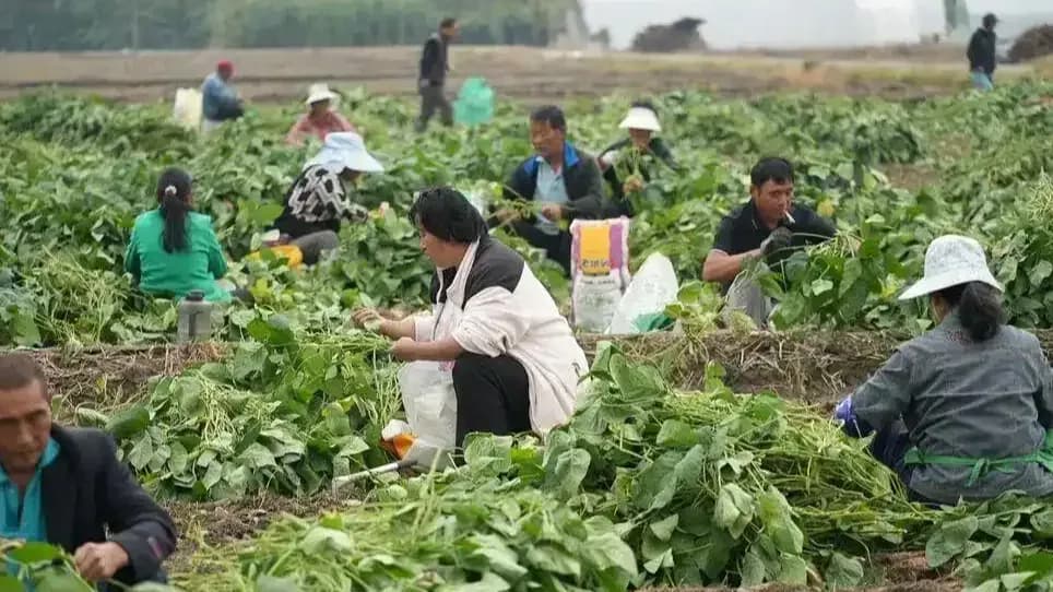 萧东村摘毛豆始末：凌晨4点开工，记者2小时赚14元