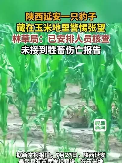 传出玉米地藏豹子：延安官方直接辟谣