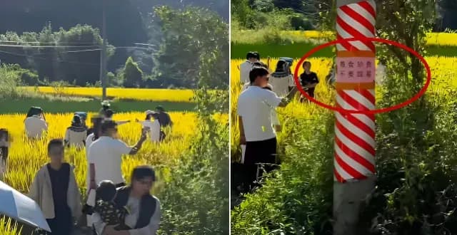 阳朔农田被游客踩踏是真的吗：发帖人视频与当地回应求证