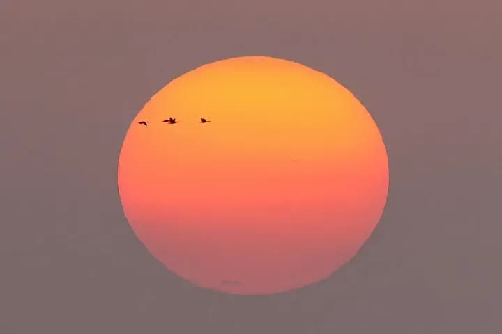 黄河三角洲「鸟浪」始末：湿地修复后，鸟种从187增到407